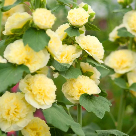 Malwa żółta sklep