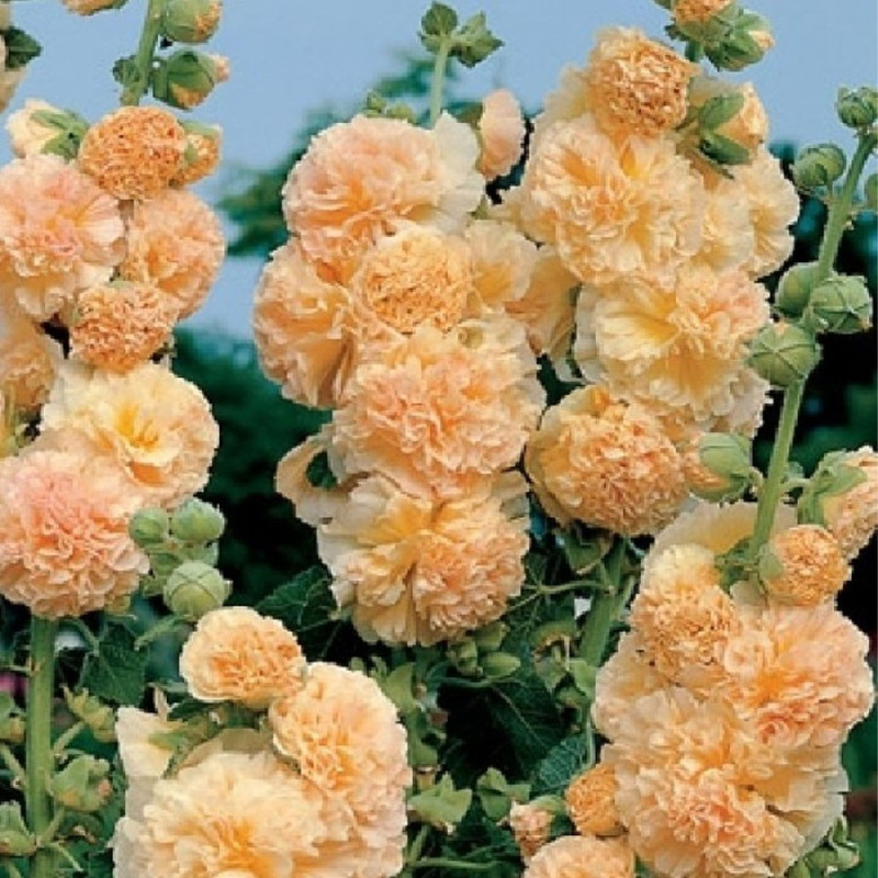 Malwa brzoskwiniowa sadzonki