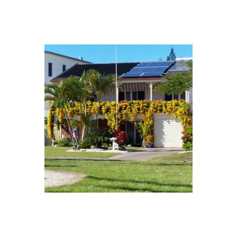 Milin amerykański żółty