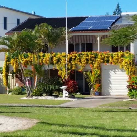 Milin amerykański żółty