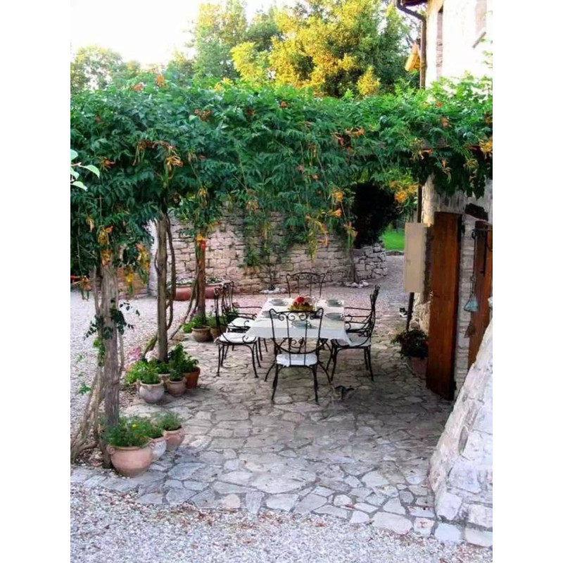 Milin amerykański sadzonka