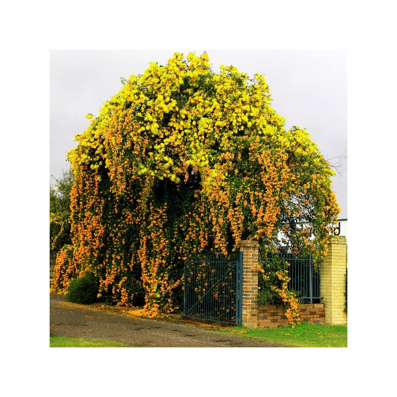 Milina amerykański flava cena