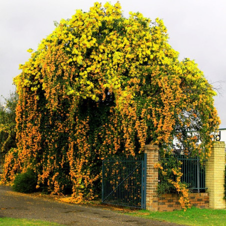 Milina amerykański flava cena