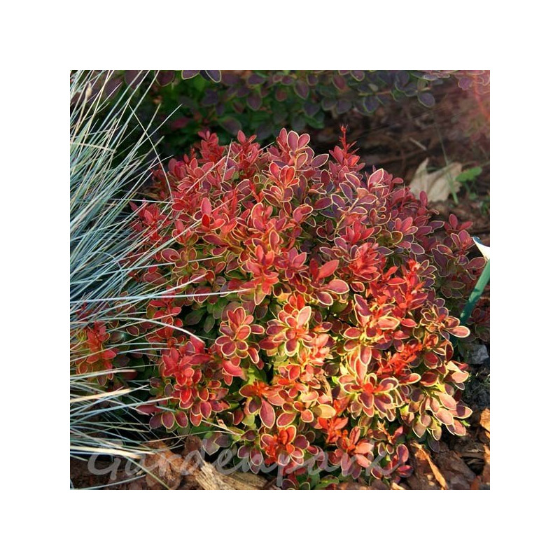 miniaturowy berberys czerwony