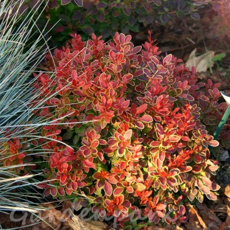 miniaturowy berberys czerwony