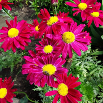 Złocień różowy 'Robinson's Red'