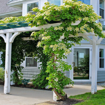 Hortensja pnąca petiolaris