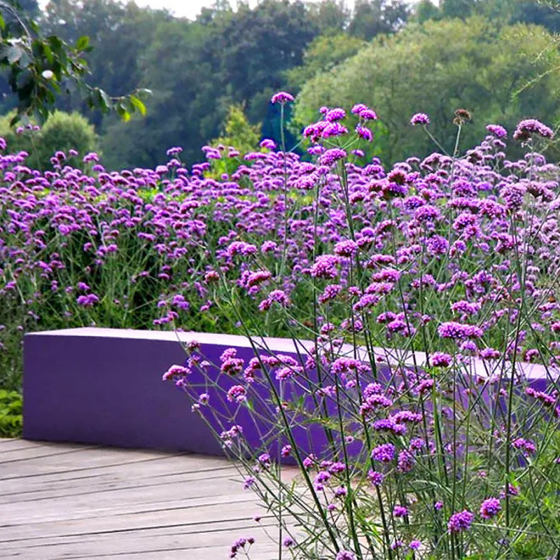 Werbena patagońska cena