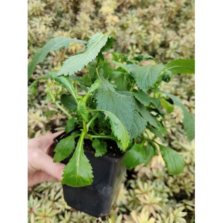 Werbena patagońska sadzonka