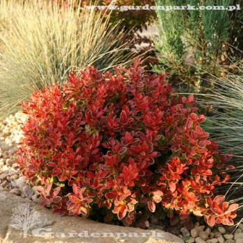 Berberys Thunberga "GOLDEN RING NANA" - CZERWONA MINIATURA