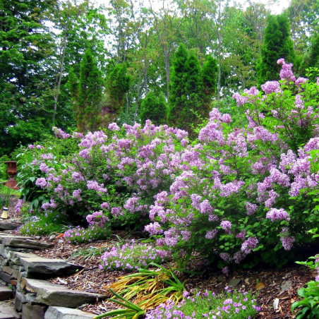 miniaturowy lilak palibin