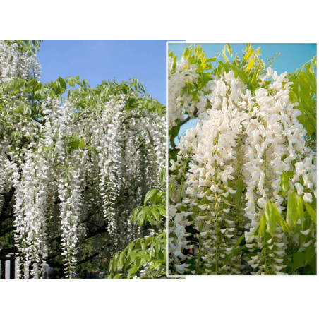 Wistaria biała sadzonki