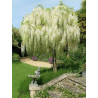 Wisteria biała cena