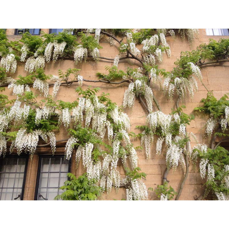 Wistaria biała sklep