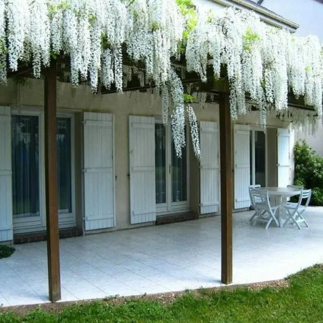 WIstaria biała cena