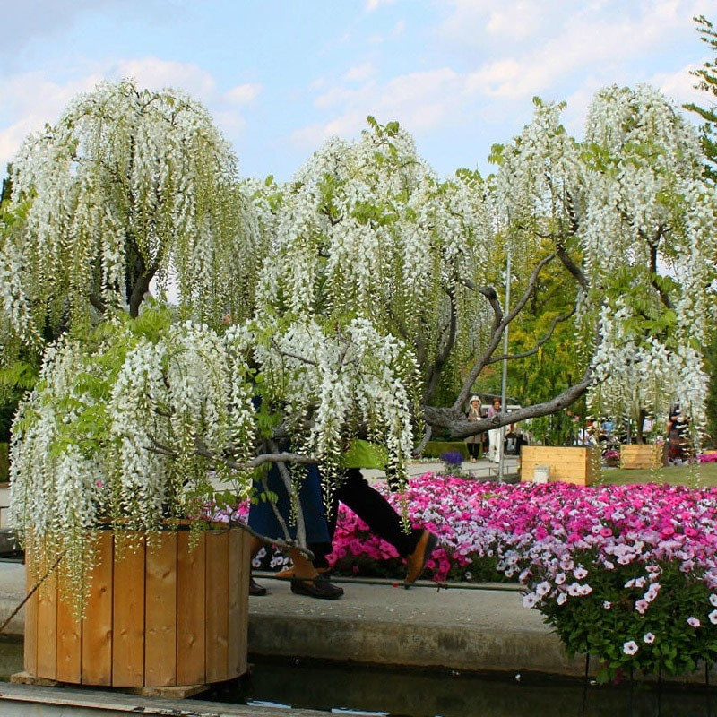 Wisteria biała glicynia