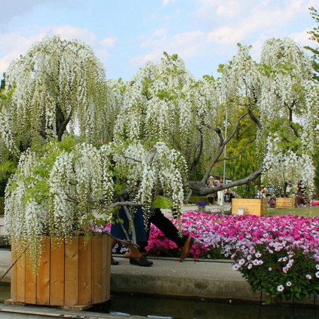 Wisteria biała glicynia