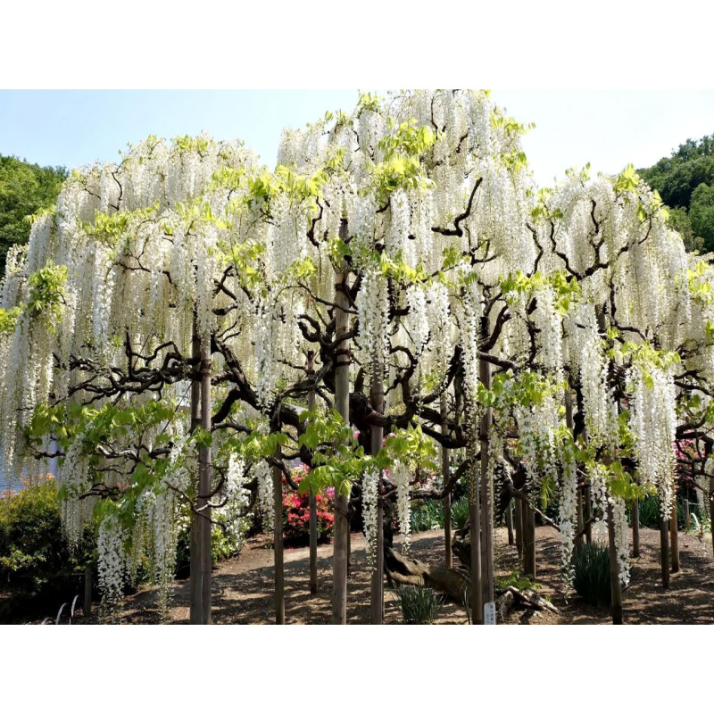 Glicynia biała cena