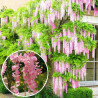 Wisteria różowa Rosea cena