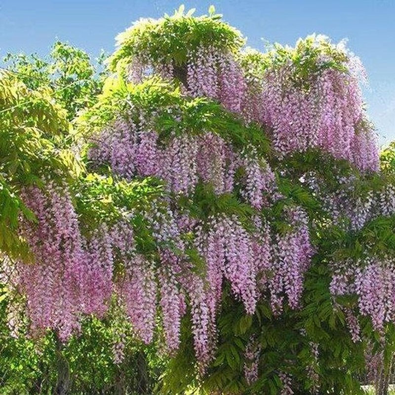 Różowa wisteria cena