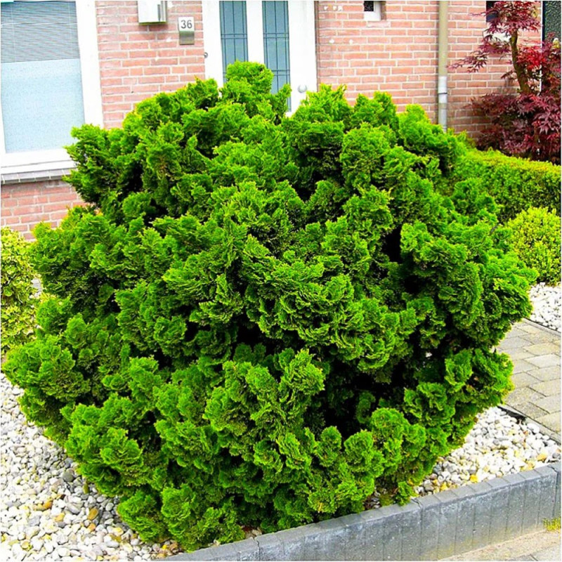 cyprysik nana gracilis sadzonki