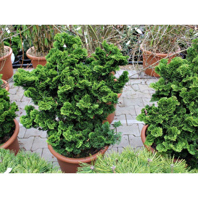 cyprysik tepołuskowy nana gracilis cena