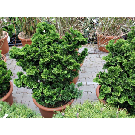 cyprysik tepołuskowy nana gracilis cena