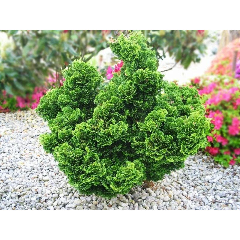 cyprysik tepołuskowy nana gracilis sadzonki