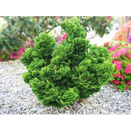 cyprysik tepołuskowy nana gracilis sadzonki