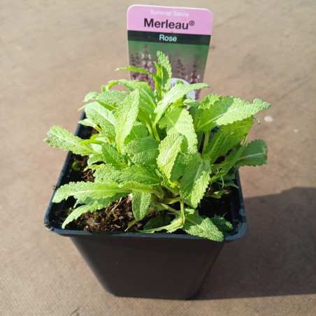 różowa szałwia sadzonki