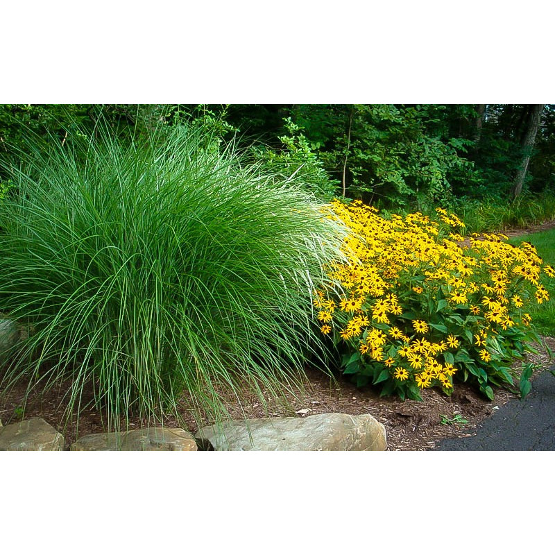 Miskant gracillimus sklep