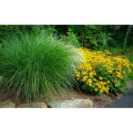 Miskant gracillimus sklep