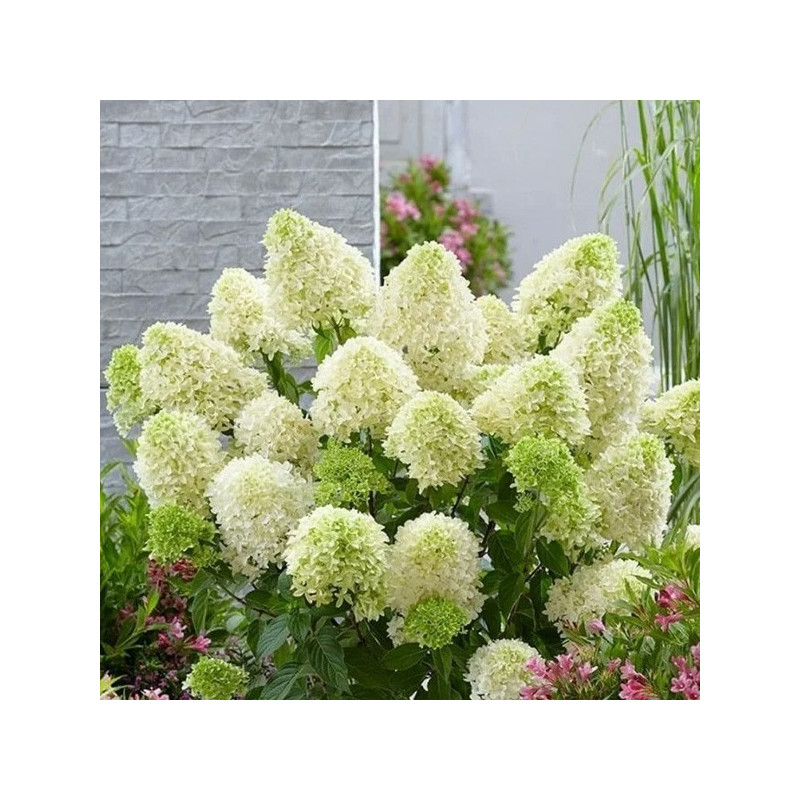 Hortensja bukietowa little lime sadzonki