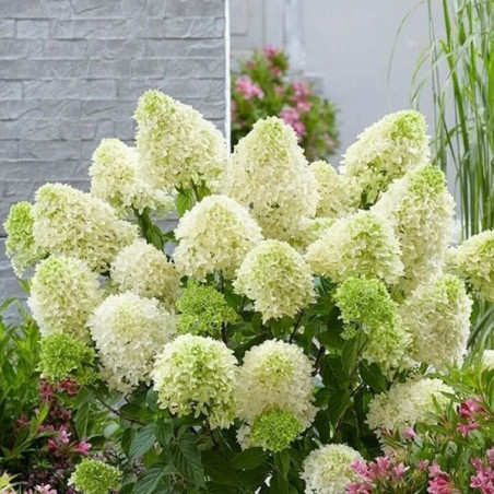 Hortensja bukietowa little lime sadzonki