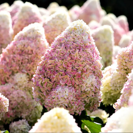 sadzonki hortensja swee summer