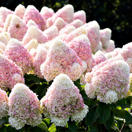 Hortensja sweet summer