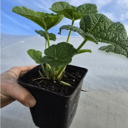 malwa pełna sadzonki