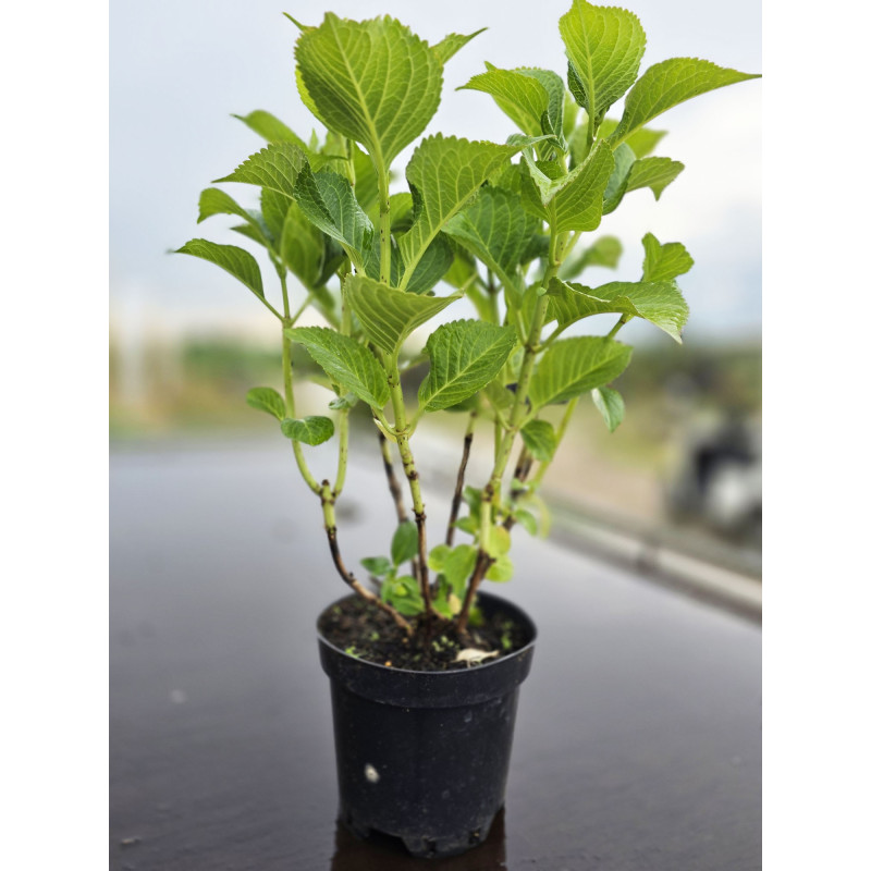 Hortensja ogrodowa Early Blue