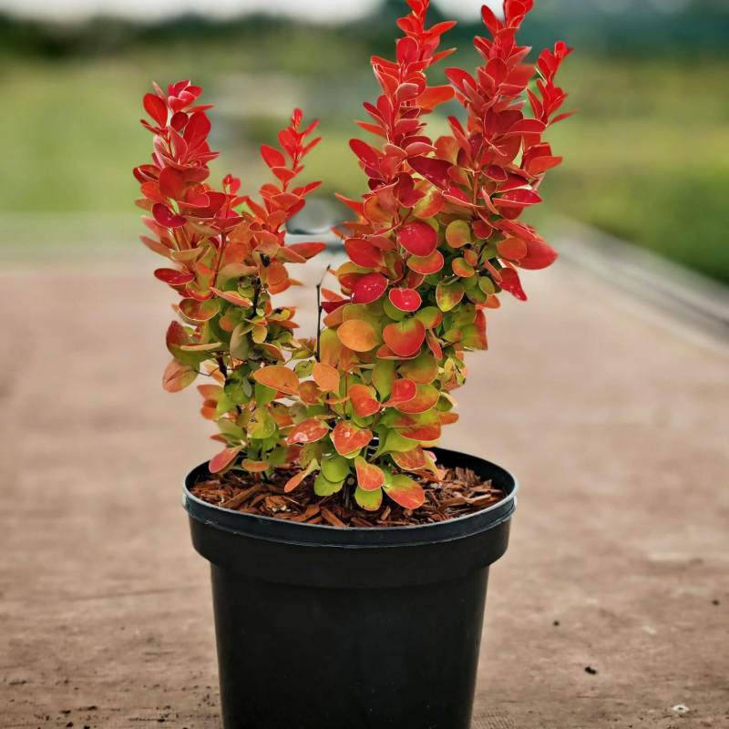 Berberys orange Ice sadzonka