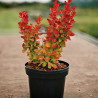 Berberys orange Ice sadzonka