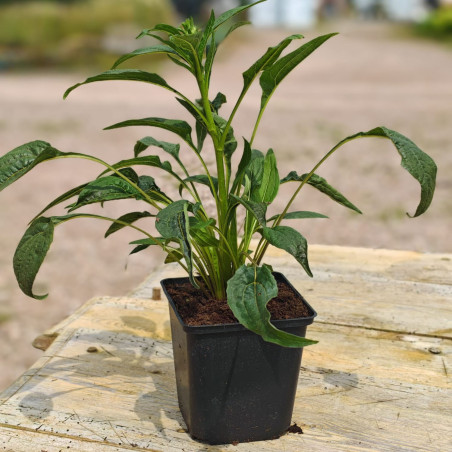 jeżówka green twister