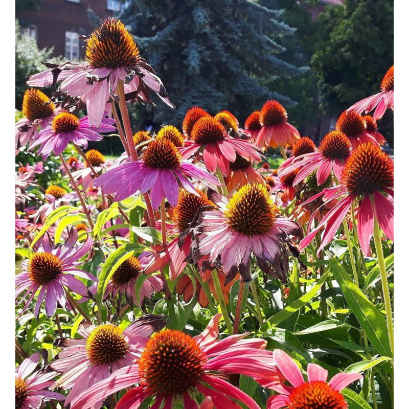 jeżówka wieloletnia