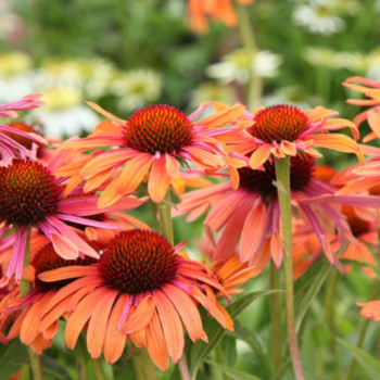 Jeżówka pomarańczowa