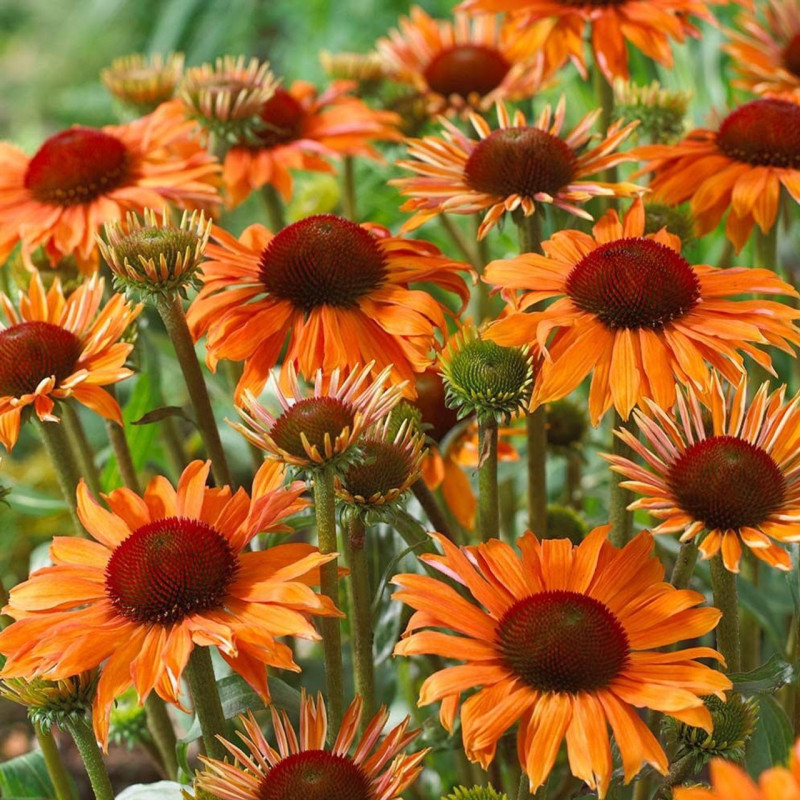 jeżówka pomarańczowa