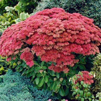 Rozchodnik kaukaski 'Autumn Joy'