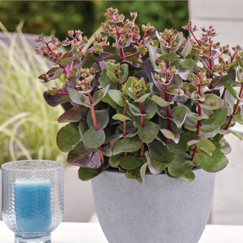 Rozchodnik kaukaski cherry chocolate