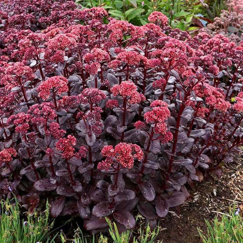 roschodnik kaukaski cena