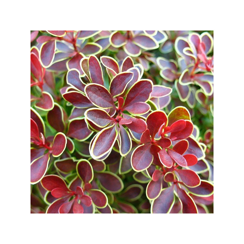 Berberys na żywopłot cena