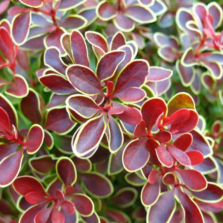 Berberys na żywopłot cena