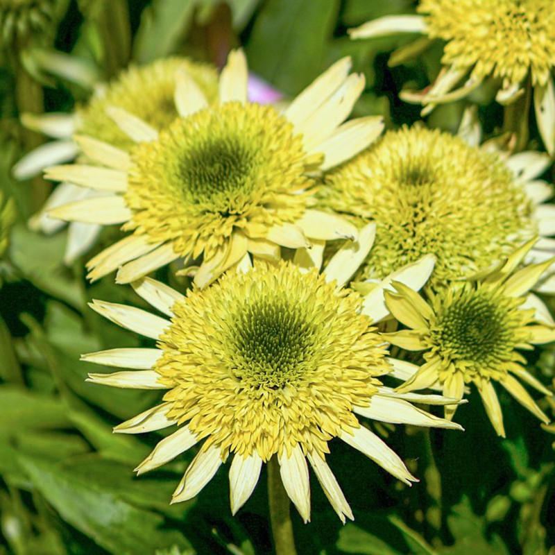 Jeżówka gdzie kupić